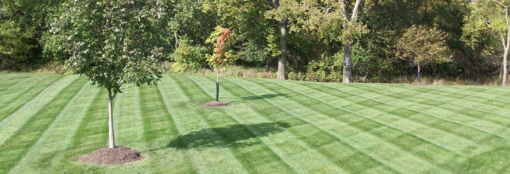 Lawn Mowing Services Auckland